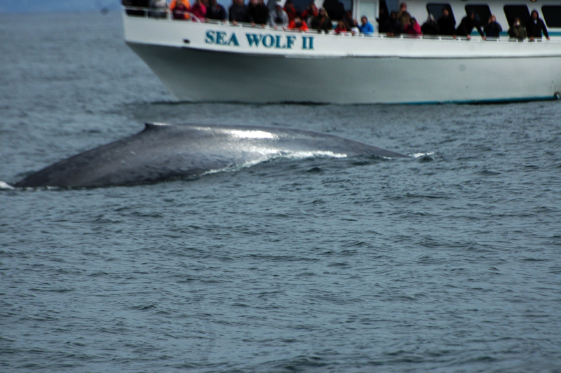 Whale breaching the ocean water